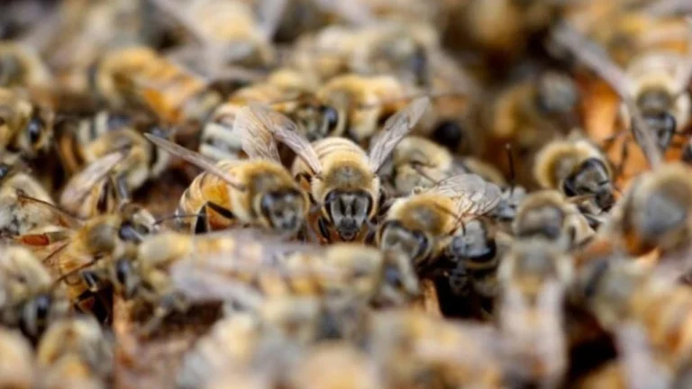 40 Students and Staff Stung by Bees on Ashland’s First Day of School bees 233025564 16x9 0