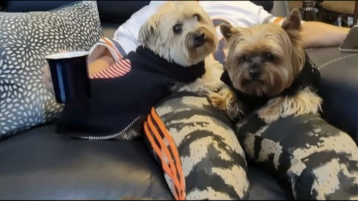 dead dogs