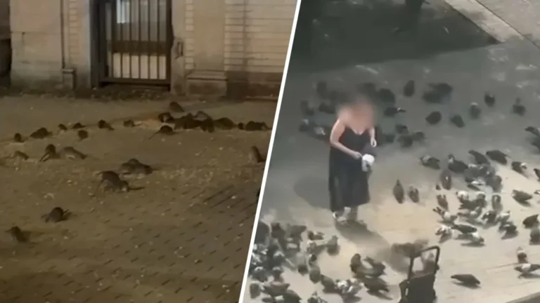 Rats and Pigeons Overrun Upper West Side Subway Station, Sparking Community Concern image 17 13